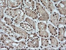 KLK8 / Kallikrein 8 Antibody - IHC of paraffin-embedded Human Kidney tissue using anti-KLK8 mouse monoclonal antibody.