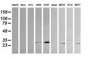 KLK8 / Kallikrein 8 Antibody - Western blot of extracts (35 ug) from 9 different cell lines by using anti-KLK8 monoclonal antibody (HepG2: human; HeLa: human; SVT2: mouse; A549: human; COS7: monkey; Jurkat: human; MDCK: canine; PC12: rat; MCF7: human).
