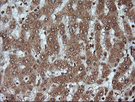 KLK8 / Kallikrein 8 Antibody - IHC of paraffin-embedded Human liver tissue using anti-KLK8 mouse monoclonal antibody.