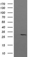 KLK8 / Kallikrein 8 Antibody - HEK293T cells were transfected with the pCMV6-ENTRY control (Left lane) or pCMV6-ENTRY KLK8 (Right lane) cDNA for 48 hrs and lysed. Equivalent amounts of cell lysates (5 ug per lane) were separated by SDS-PAGE and immunoblotted with anti-KLK8.