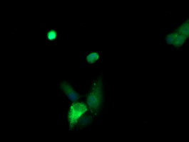 KLK8 / Kallikrein 8 Antibody - Anti-KLK8 mouse monoclonal antibody immunofluorescent staining of COS7 cells transiently transfected by pCMV6-ENTRY KLK8.