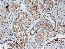 KLK8 / Kallikrein 8 Antibody - IHC of paraffin-embedded Human Kidney tissue using anti-KLK8 mouse monoclonal antibody.