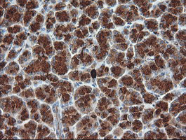 KLK8 / Kallikrein 8 Antibody - IHC of paraffin-embedded Human pancreas tissue using anti-KLK8 mouse monoclonal antibody.