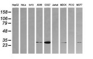 KLK8 / Kallikrein 8 Antibody - Western blot of extracts (35 ug) from 9 different cell lines by using anti-KLK8 monoclonal antibody (HepG2: human; HeLa: human; SVT2: mouse; A549: human; COS7: monkey; Jurkat: human; MDCK: canine; PC12: rat; MCF7: human).