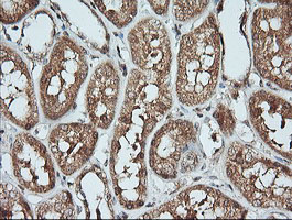 KLK8 / Kallikrein 8 Antibody - IHC of paraffin-embedded Human Kidney tissue using anti-KLK8 mouse monoclonal antibody.