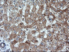 KLK8 / Kallikrein 8 Antibody - IHC of paraffin-embedded Human liver tissue using anti-KLK8 mouse monoclonal antibody.