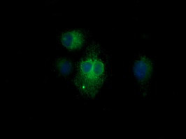 KLK8 / Kallikrein 8 Antibody - Anti-KLK8 mouse monoclonal antibody immunofluorescent staining of COS7 cells transiently transfected by pCMV6-ENTRY KLK8.