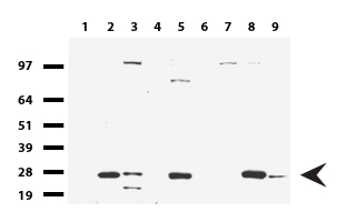 KLK8 / Kallikrein 8 Antibody - Western blot of cell lysates. (35ug) from 9 different cell lines. (1: HepG2, 2: HeLa, 3: SV-T2, 4: A549, 5: COS7, 6: Jurkat, 7: MDCK, 8: PC-12, 9: MCF7). Diluation: 1:500
