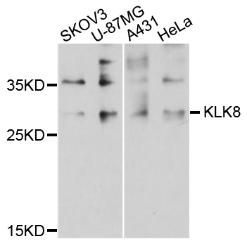 KLK8 / Kallikrein 8 Antibody - Western blot analysis of extracts of various cell lines.