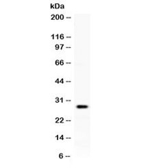 KLK8 / Kallikrein 8 Antibody - Western blot testing of human placenta lysate with KLK8 antibody at 0.5ug/ml. Expected molecular weight ~28 kDa.