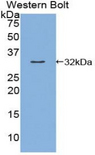 KLK9 / Kallikrein 9 Antibody - Western blot of recombinant KLK9 / Kallikrein 9.  This image was taken for the unconjugated form of this product. Other forms have not been tested.