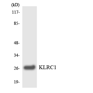 KLRC1 / NKG2A / CD159a Antibody - Western blot analysis of the lysates from HepG2 cells using KLRC1 antibody.