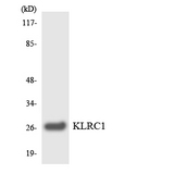 KLRC1 / NKG2A / CD159a Antibody - Western blot analysis of the lysates from HepG2 cells using KLRC1 antibody.