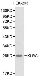 KLRC1 / NKG2A / CD159a Antibody - Western blot of KLRC1 pAb in extracts from HEK-293 cells.