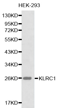 KLRC1 / NKG2A / CD159a Antibody - Western blot analysis of HEK-293 cell lysate.