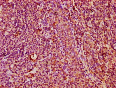 KLRC3 / NKG2E Antibody - Immunohistochemistry Dilution at 1:400 and staining in paraffin-embedded human tonsil tissue performed on a Leica BondTM system. After dewaxing and hydration, antigen retrieval was mediated by high pressure in a citrate buffer (pH 6.0). Section was blocked with 10% normal Goat serum 30min at RT. Then primary antibody (1% BSA) was incubated at 4°C overnight. The primary is detected by a biotinylated Secondary antibody and visualized using an HRP conjugated SP system.