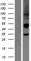 KLRC3 / NKG2E Protein - Western validation with an anti-DDK antibody * L: Control HEK293 lysate R: Over-expression lysate
