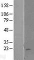 KLRC4 Protein - Western validation with an anti-DDK antibody * L: Control HEK293 lysate R: Over-expression lysate