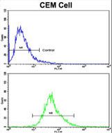 KLRD1 / CD94 Antibody - Flow cytometric of CEM cells using KLRD1 Antibody (bottom histogram) compared to a negative control cell (top histogram). FITC-conjugated goat-anti-rabbit secondary antibodies were used for the analysis.