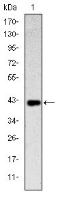 KLRD1 / CD94 Antibody - CD94 Antibody in Western Blot (WB)