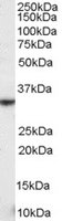 KLRK1 / CD314 / NKG2D Antibody - KLRK1 antibody staining (0.3 ug/ml) of human spleen lysate (RIPA buffer, 35g total protein per lane). Primary incubated for 1 hour. Detected by Western blot of chemiluminescence.
