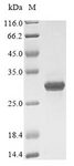 POLR2E Protein - (Tris-Glycine gel) Discontinuous SDS-PAGE (reduced) with 5% enrichment gel and 15% separation gel.