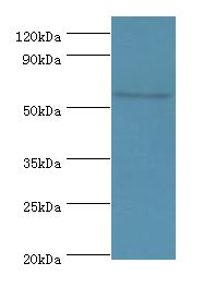 KMO Antibody - Western blot. All lanes: KMO antibody at 10 ug/ml+mouse heart tissue. Secondary antibody: Goat polyclonal to rabbit at 1:10000 dilution. Predicted band size: 56 kDa. Observed band size: 56 kDa.