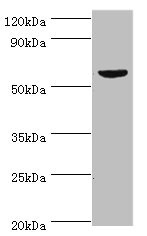 KMO Antibody - Western blot All lanes: KMO antibody at 10µg/ml + Mouse heart tissue Secondary Goat polyclonal to rabbit IgG at 1/10000 dilution Predicted band size: 56, 55, 52 kDa Observed band size: 56 kDa