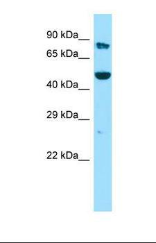 KMO Antibody - Western blot of Human 293T. KMO antibody dilution 1.0 ug/ml.  This image was taken for the unconjugated form of this product. Other forms have not been tested.