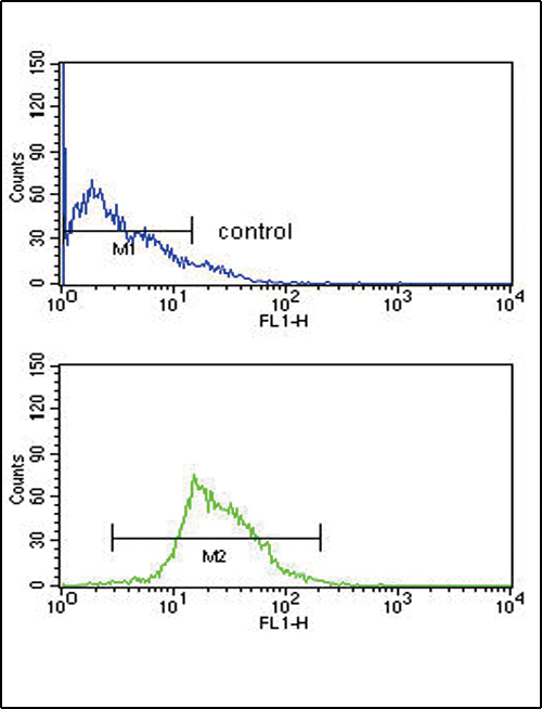 KMO Antibody - KMO Antibody flow cytometry of CEM cells (bottom histogram) compared to a negative control cell (top histogram). FITC-conjugated goat-anti-rabbit secondary antibodies were used for the analysis.