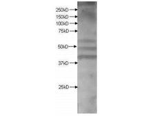 KMO Antibody - Western Blot of Rabbit anti-KMO antibody. Lane 1: Brain Extract. Load: 10 ug per lane. Primary antibody: KMO antibody at 1ug/mL for overnight at 4 degrees C. Secondary antibody: IRDye800 alpha rabbit secondary antibody at 1:10,000 for 45 min at RT. Block: 5% BLOTTO overnight at 4 degrees C. Predicted/Observed size: 58 kDa for KMO. Other band(s): Other bands at lower molecular weights. These bands are all specifically blocked by KMO peptide.