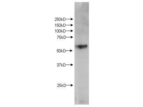 KMO Antibody - Western Blot of Rabbit anti-KMO antibody. Lane 1: Brain Extract. Load: 10 ug per lane. Primary antibody: KMO antibody at 1ug/mL for overnight at 4 degrees C. Secondary antibody: IRDye800 alpha rabbit secondary antibody at 1:10,000 for 45 min at RT. Block: 5% BLOTTO overnight at 4 degrees C. Predicted/Observed size: 58 kDa for KMO. Other band(s): None.