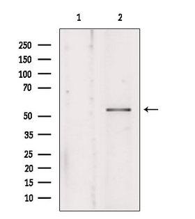 KMO Antibody - Western blot analysis of extracts of mouse brain tissue using KMO antibody. Lane 1 was treated with the blocking peptide.
