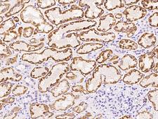 KMO Antibody - Immunochemical staining of human KMO in human kidney with rabbit polyclonal antibody at 1:100 dilution, formalin-fixed paraffin embedded sections.