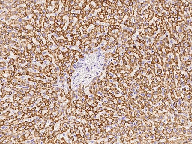 KMO Antibody - Immunochemical staining of human KMO in human liver with rabbit polyclonal antibody at 1:100 dilution, formalin-fixed paraffin embedded sections.