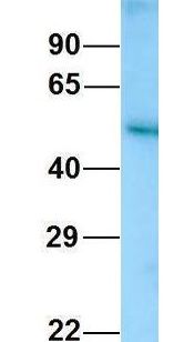 KMO Antibody - KMO antibody Western Blot of Human Fetal Kidney. Antibody Dilution: 1.0 ug/ml. Antibody dilution: 1 ug/ml.  This image was taken for the unconjugated form of this product. Other forms have not been tested.