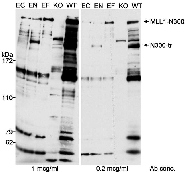KMT2A / MLL Antibody - Detection of Human and Mouse MLL1 by Western Blot. Samples: Nuclear extract (50 ug for WT and KO; 10 ug for EF, EN and EC) from 293T cells that were transfected with MLL1 c-terminal 180 kDa fragment (EC), 293T cells transfected with N-terminally truncated MLL1 fragment (EN; N300-tr), 293T cells transfected with MLL1 N-terminal 300 kDa fragment (EF), MLL1 +/+ mouse embryonic fibroblasts (WT), and MLL1 -/- embryonic fibroblasts (KO). Antibody: Affinity purified rabbit anti-MLL1 antibody used at the indicated concentrations. Detection: Chemiluminescence with an exposure time of 1 minute.