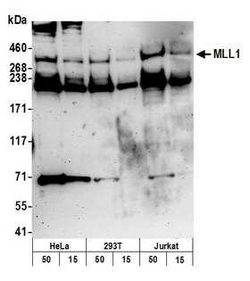 KMT2A / MLL Antibody - Detection of human MLL1 by western blot. Samples: Nuclear extract (50 and 15 µg) from HeLa, HEK293T, and Jurkat cells. Antibody: Affinity purified rabbit anti-MLL1 antibody used for WB at 0.1 µg/ml. Detection: Chemiluminescence with an exposure time of 3 minutes.