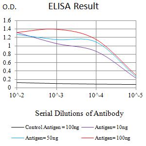 KMT2A / MLL Antibody - Black line: Control Antigen (100 ng);Purple line: Antigen (10ng); Blue line: Antigen (50 ng); Red line:Antigen (100 ng)