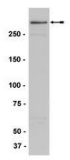 KMT2A / MLL Antibody - K562 cell nuclear extract with Anti-MLL N-Terminus Monoclonal Antibody at 2 µg/ml.