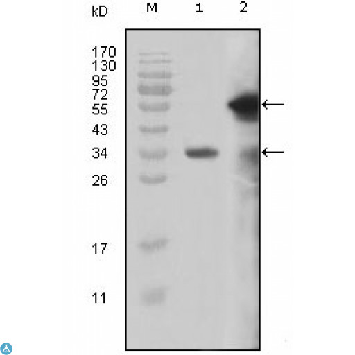KMT2A / MLL Antibody - Western Blot (WB) analysis using MLL Monoclonal Antibody against truncated MLL recombinant protein (1) and truncated GFP-MLL(aa3714-3969) transfected Cos7 cell lysate (2).