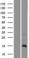 KNCN Protein - Western validation with an anti-DDK antibody * L: Control HEK293 lysate R: Over-expression lysate