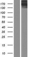 KNDC1 Protein - Western validation with an anti-DDK antibody * L: Control HEK293 lysate R: Over-expression lysate