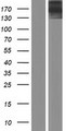 KNDC1 Protein - Western validation with an anti-DDK antibody * L: Control HEK293 lysate R: Over-expression lysate