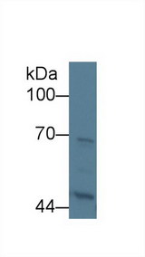 KNG1 / Kininogen / Bradykinin Antibody - Western Blot; Sample: Human 293T cell lysate;  Primary Ab: 5µg/ml Rabbit Anti-Rat KNG1 Antibody Second Ab: 0.2µg/mL HRP-Linked Caprine Anti-Rabbit IgG Polyclonal Antibody (Catalog: SAA544Rb19
