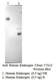 KNG1 / Kininogen / Bradykinin Antibody