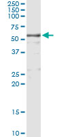 KNG1 / Kininogen / Bradykinin Antibody - Immunoprecipitation of KNG1 transfected lysate using anti-KNG1 monoclonal antibody and Protein A Magnetic Bead, and immunoblotted with KNG1 rabbit polyclonal antibody.