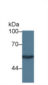 KNG1 / Kininogen / Bradykinin Antibody - Western Blot; Sample: Human MCF7 cell lysate; Primary Ab: 5µg/ml Rabbit Anti-Rat KNG1 Antibody Second Ab: 0.2µg/mL HRP-Linked Caprine Anti-Rabbit IgG Polyclonal Antibody (Catalog: SAA544Rb19)