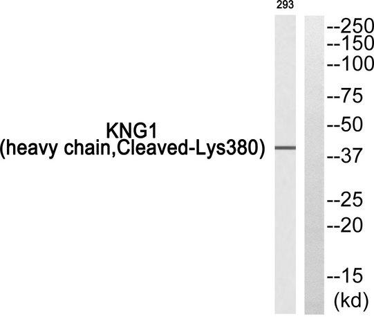 KNG1 / Kininogen / Bradykinin Antibody - Western blot analysis of extracts from 293 cells, using KNG1 (heavy chain, Cleaved-Lys380) antibody.