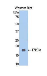 KNG1 / Kininogen / Bradykinin Antibody - Western Blot; Sample: Recombinant protein.